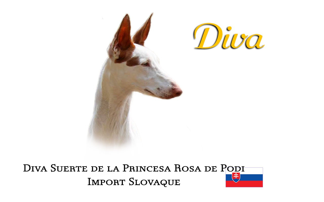 CH. Diva suerte de la princesa rosa de podi