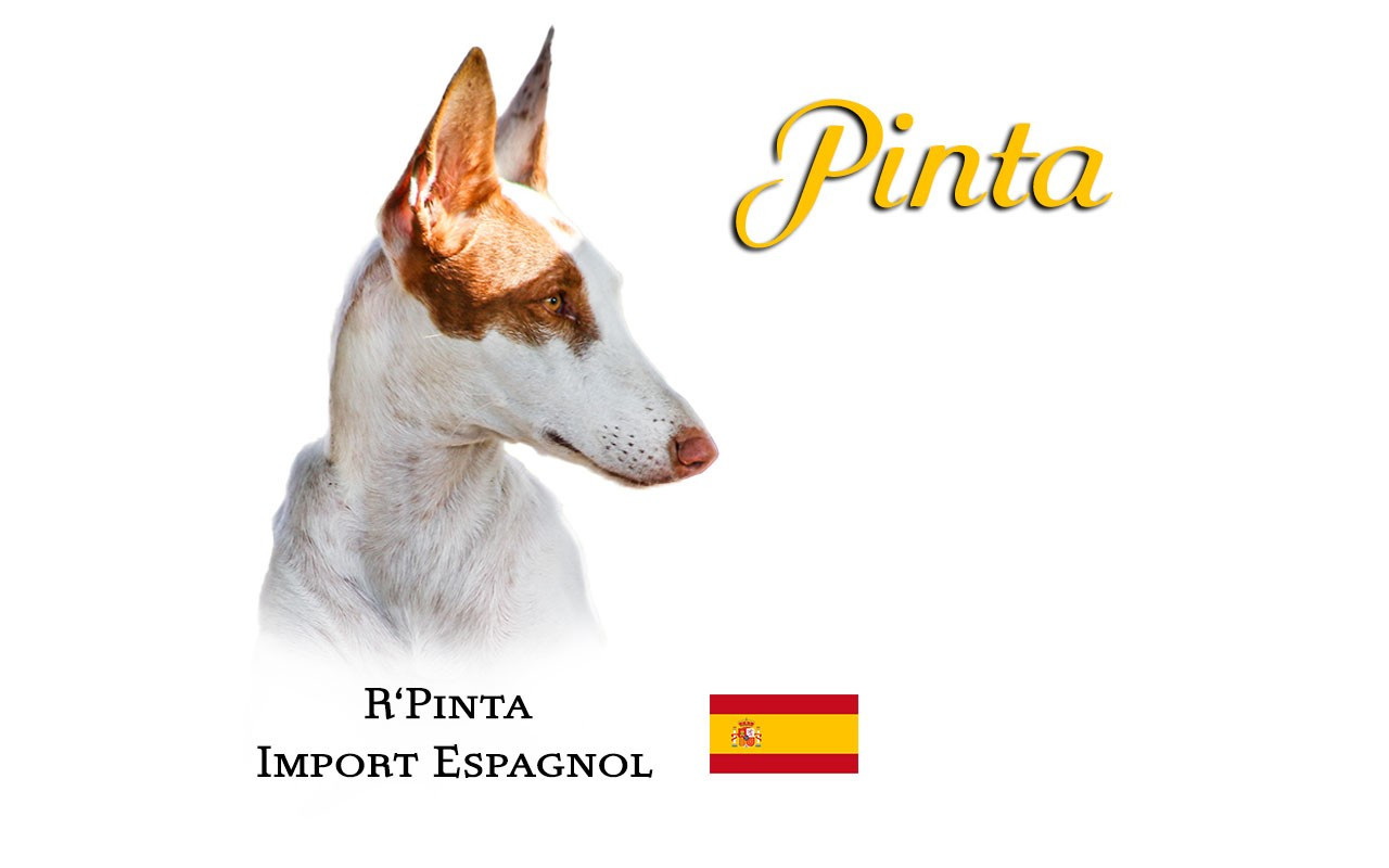 CH. R'pinta Titre Initial