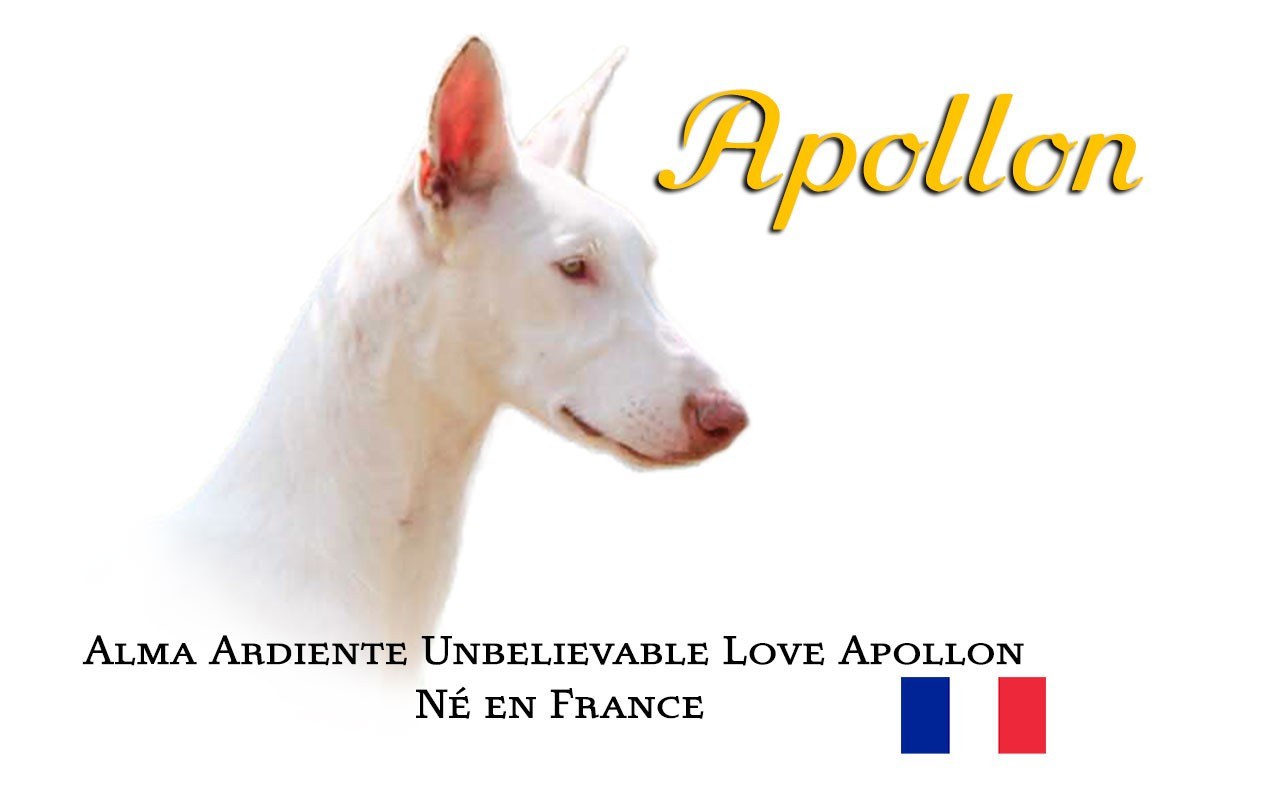 Alma Ardiente Unbelievable love apollon