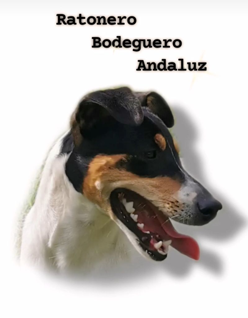 Z la perla negra puertayfernandez