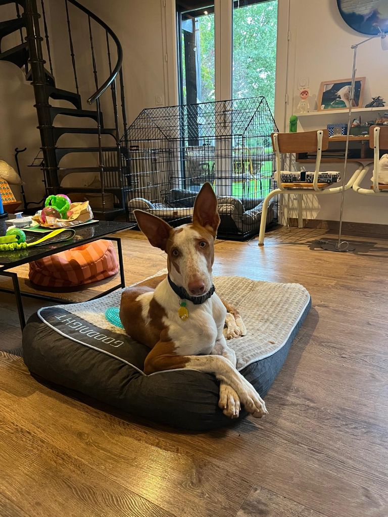 Que sont-ils devenus ? la portée Viking bientôt 1 an