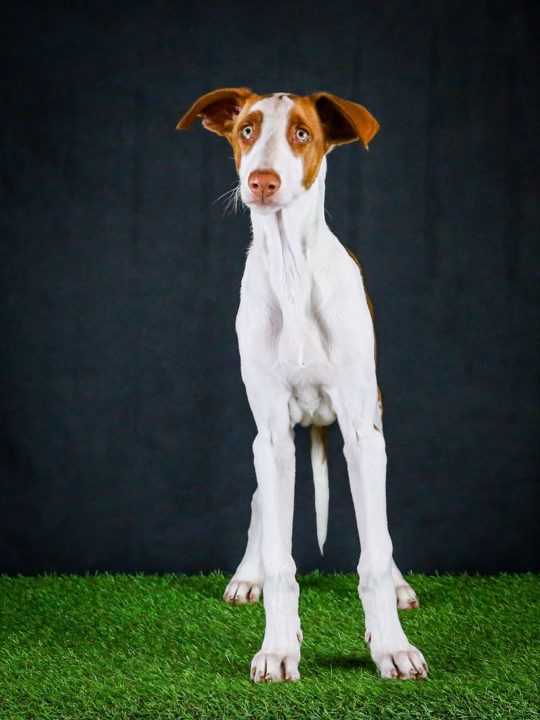 Alma Ardiente - Podenco d'Ibiza - Portée née le 26/10/2023